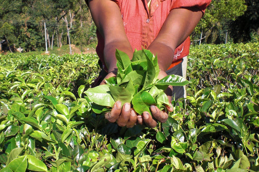 Hvilke typer te har vi?