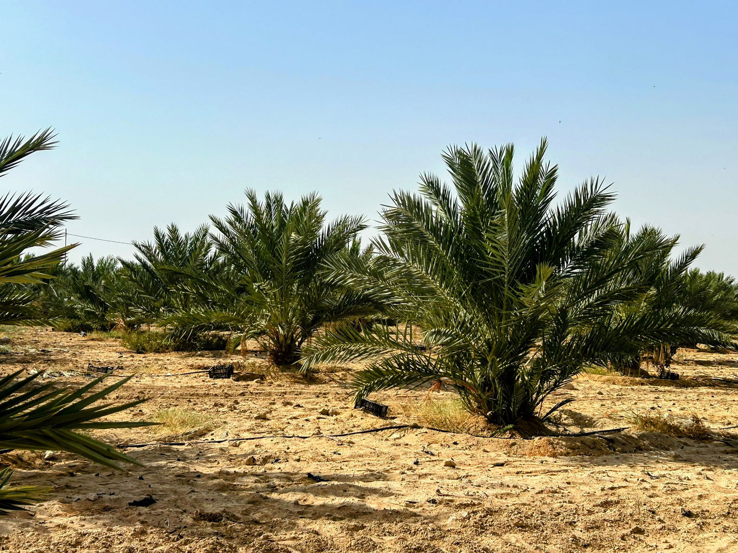 Premium Medjool Dadler Jordan Valley