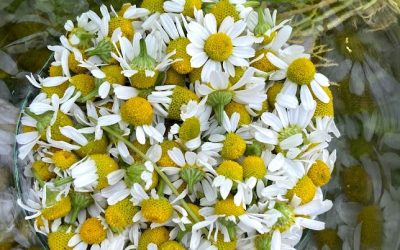 Kamilleblomst – Naturens egen ro i en kopp