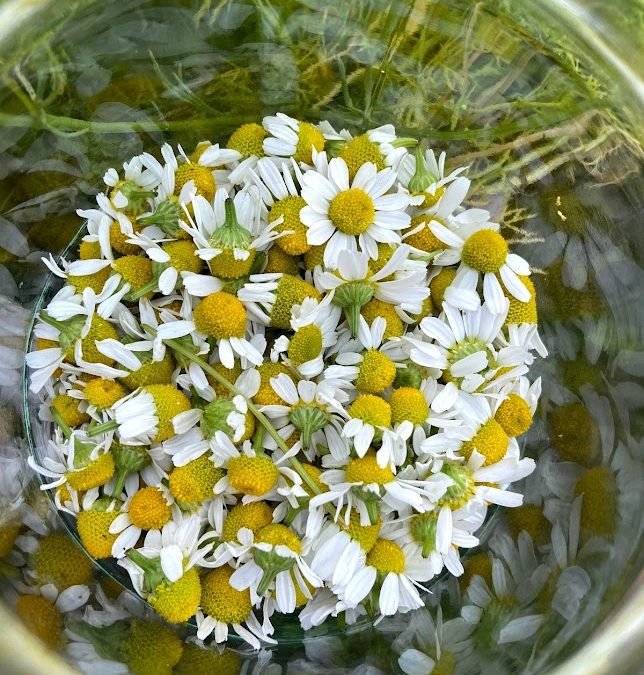 Kamilleblomst – Naturens egen ro i en kopp